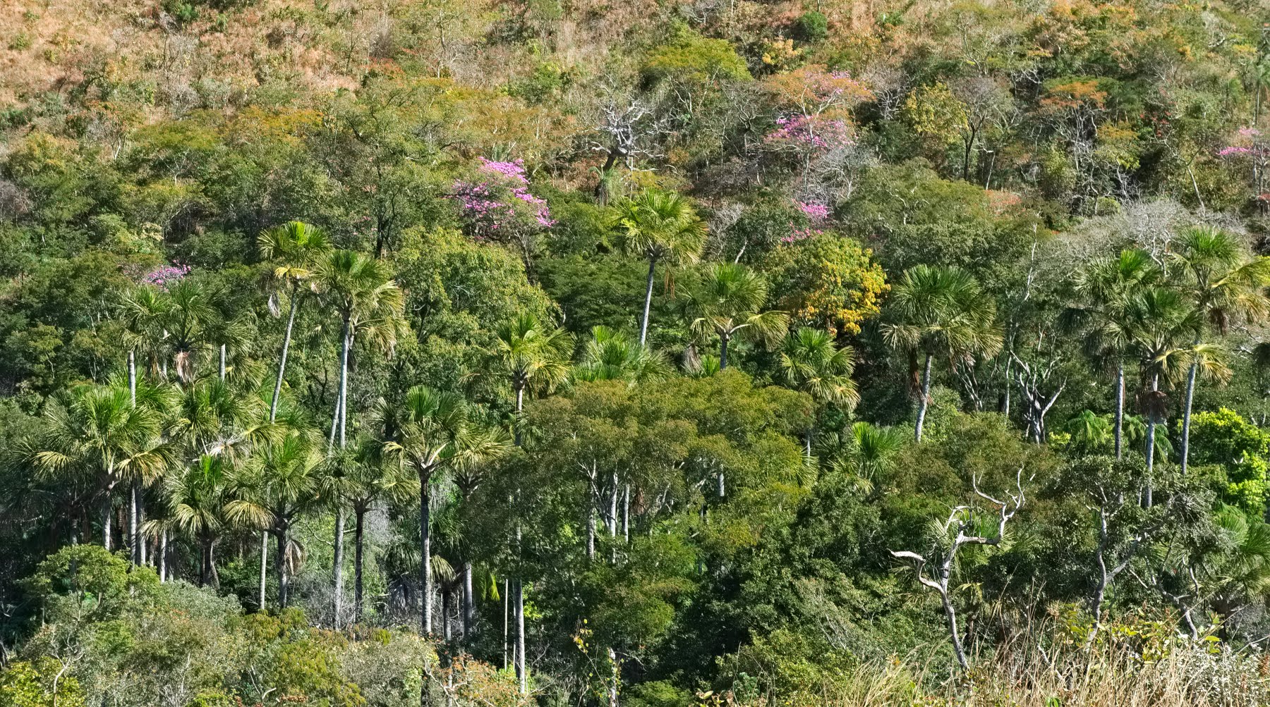 Buritizal perto do Poço dos Tucanos